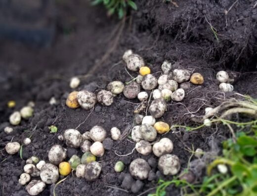 Donde comprar orgánico Donde comprar sano Busco agroecológico Busco orgánico.com