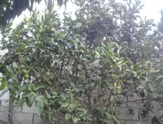 Granja Ecológica Humayacu